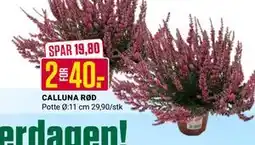 Europris CALLUNA RØD, NOK 40 tilbud