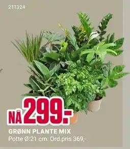 Europris GRØNN PLANTE MIX, NOK 299 tilbud