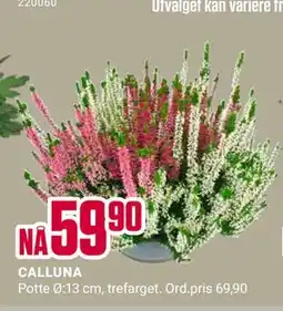 Europris CALLUNA, NOK 59.9 tilbud