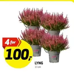 Bunnpris LYNG, NOK 100 tilbud