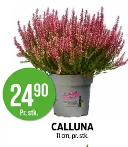 Kiwi Calluna tilbud