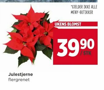 Meny Julestjerne tilbud