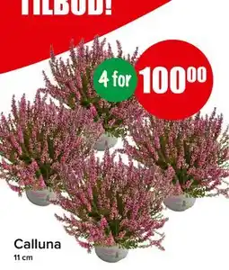 Spar Calluna, NOK 100 tilbud
