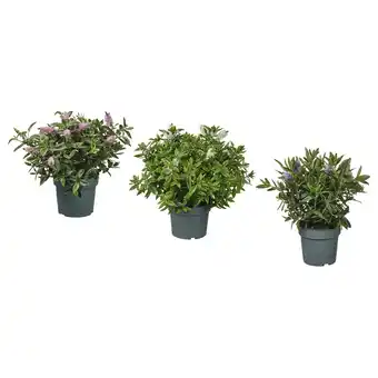 IKEA Hebe Potteplante, Hebe addenda, 17 cm tilbud