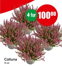 Eurospar Calluna tilbud