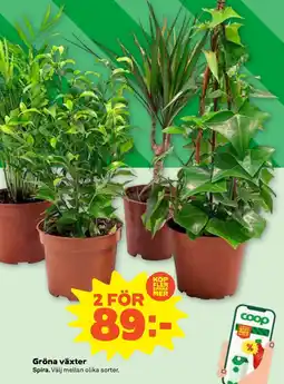 Stora Coop Gröna växter tilbud
