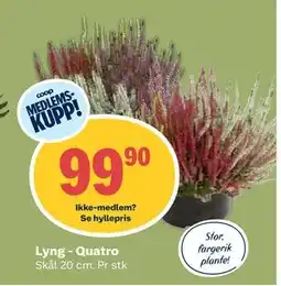 Coop Obs Lyng - Quatro, Medlemspris tilbud