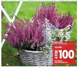 Meny CALLUNA, NOK 100 tilbud