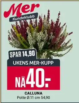 Europris CALLUNA, App-pris tilbud