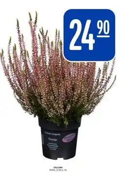 Rema 1000 CALLUNA, NOK 24.9 tilbud