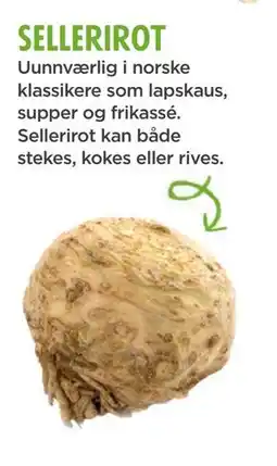 Meny sellerirot tilbud