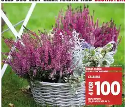 Meny CALLUNA, NOK 100 tilbud