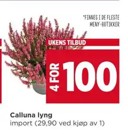 Meny Calluna lyng, NOK 100 tilbud