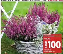Meny CALLUNA, NOK 100 tilbud