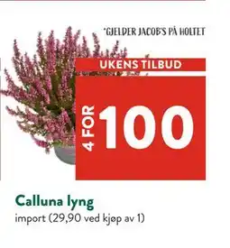Jacobs Calluna lyng, NOK 100 tilbud