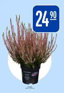 Rema 1000 CALLUNA, NOK 24.9 tilbud