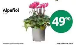 Joker Alpefiol, NOK 49.9 tilbud