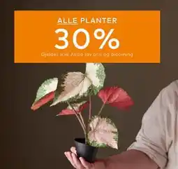 Skeidar ALLE PLANTER tilbud