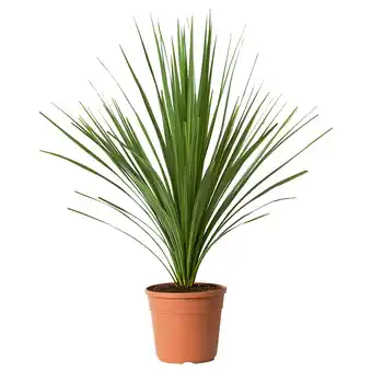 IKEA Cordyline indivisa Potteplante, Praktdracena flere farger, 17 cm tilbud