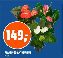 Obs Bygg FLAMINGO ANTHURIUM, NOK 149 tilbud