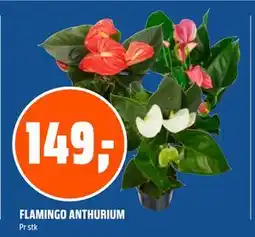Coop Obs FLAMINGO ANTHURIUM, NOK 149 tilbud