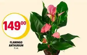 Coop Extra FLAMINGO ANTHURIUM, NOK 149 tilbud