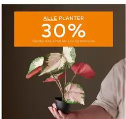 Skeidar ALLE PLANTER tilbud