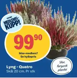 Obs Bygg Lyng - quatro tilbud