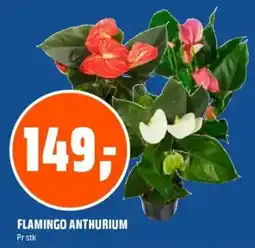 Obs Bygg Flamingo anthurium tilbud
