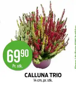 Kiwi CALLUNA TRIO, NOK 69.9 tilbud