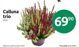 Joker Calluna trio, NOK 69.9 tilbud