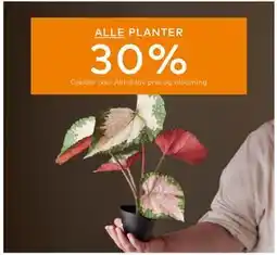 Skeidar ALLE PLANTER tilbud