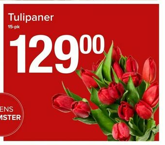 Spar Tulipaner tilbud