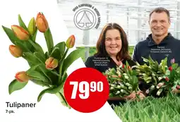 Eurospar Tulipaner tilbud