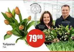 Spar Tulipaner, NOK 79.9 tilbud