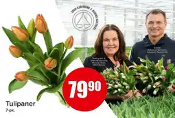 Spar Tulipaner tilbud