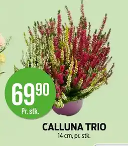 Kiwi CALLUNA TRIO, NOK 69.9 tilbud
