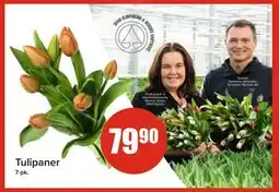 Spar Tulipaner, NOK 79.9 tilbud