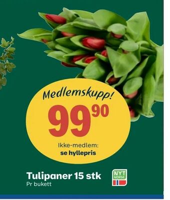 Coop Obs Tulipaner 15 stk tilbud