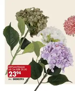 Sparkjøp KRYSANTEMUM 68 CM, NOK 23.94 tilbud