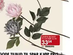 Sparkjøp CANNA BLOMST 72 CM, NOK 33.54 tilbud