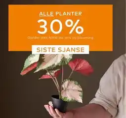 Skeidar ALLE PLANTER tilbud