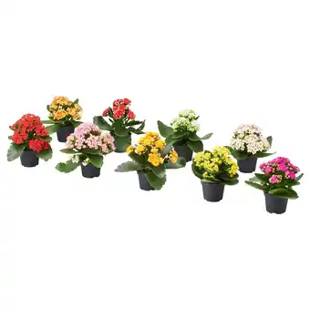 IKEA Kalanchoe Potteplante, Ildtopp (kalanchoË) flere farger, 6 cm tilbud