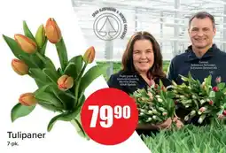Spar Tulipaner tilbud