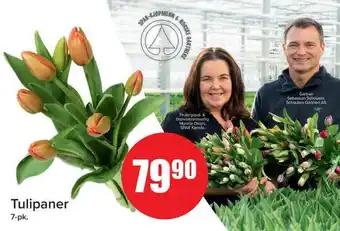 Tulipaner