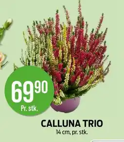 Kiwi CALLUNA TRIO, NOK 69.9 tilbud