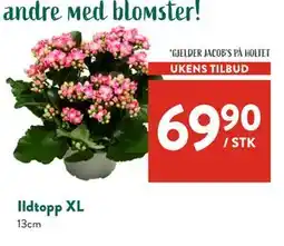 Jacobs Ildtopp XL, NOK 69.9 tilbud