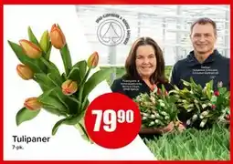 Spar Tulipaner, NOK 79.9 tilbud