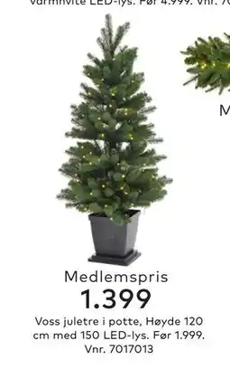 Skeidar Voss juletre i potte,, Medlemspris tilbud