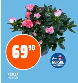 Coop Obs AZALEA, NOK 69.9 tilbud